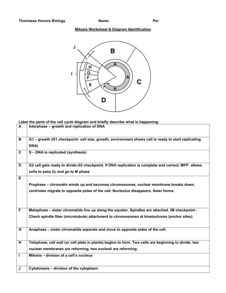 Cell Cycle Labeling Worksheet Answers Db excel