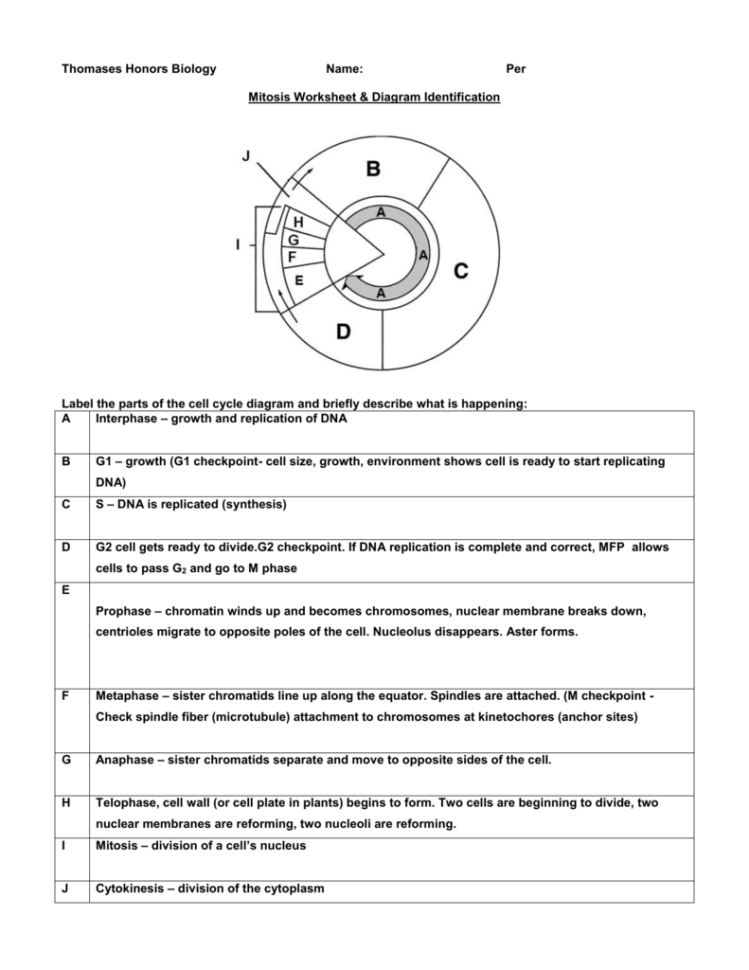 Mitosis Worksheet  Diagram Identification