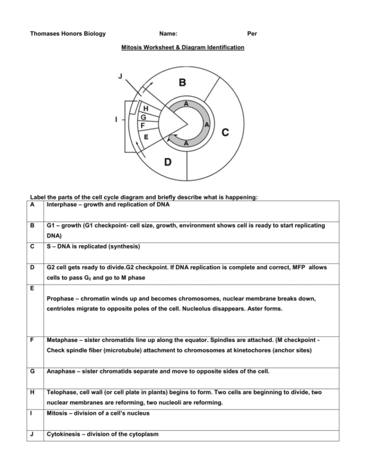 Mitosis Worksheet  Diagram Identification