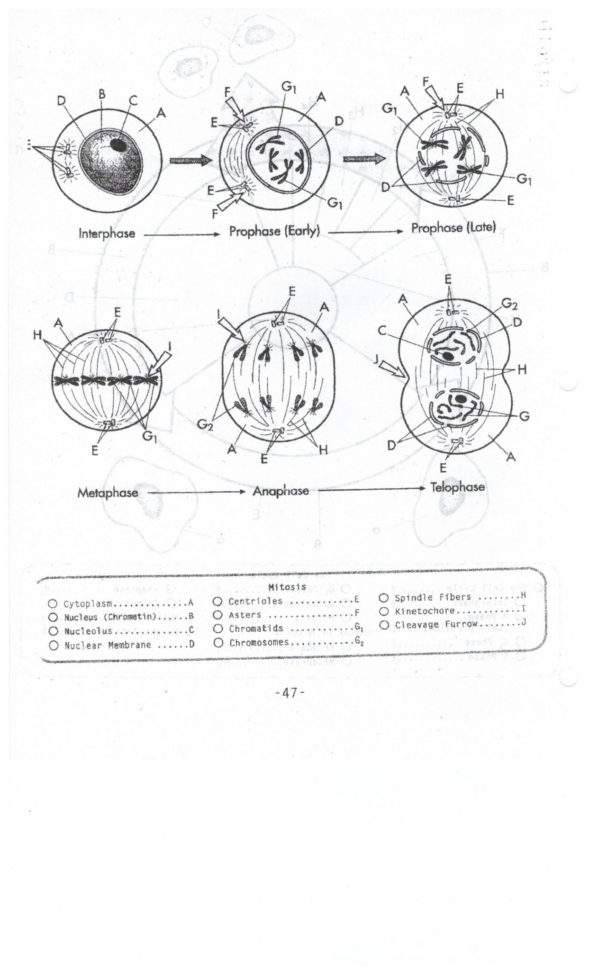 Mitosis Worksheet Matching