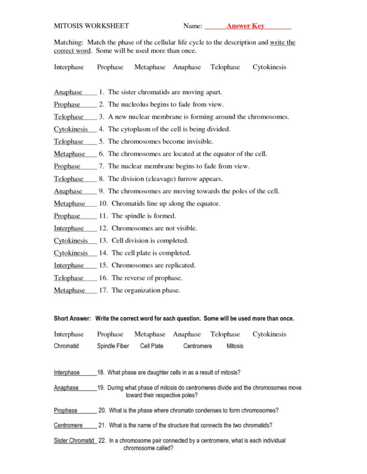 Mitosis Worksheet Matching Cute Inverse Functions Worksheet