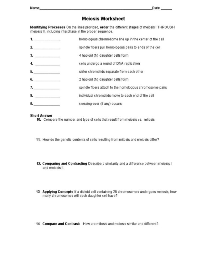 Mitosis Worksheet Matching Mitosis Worksheet Matching Work Power And