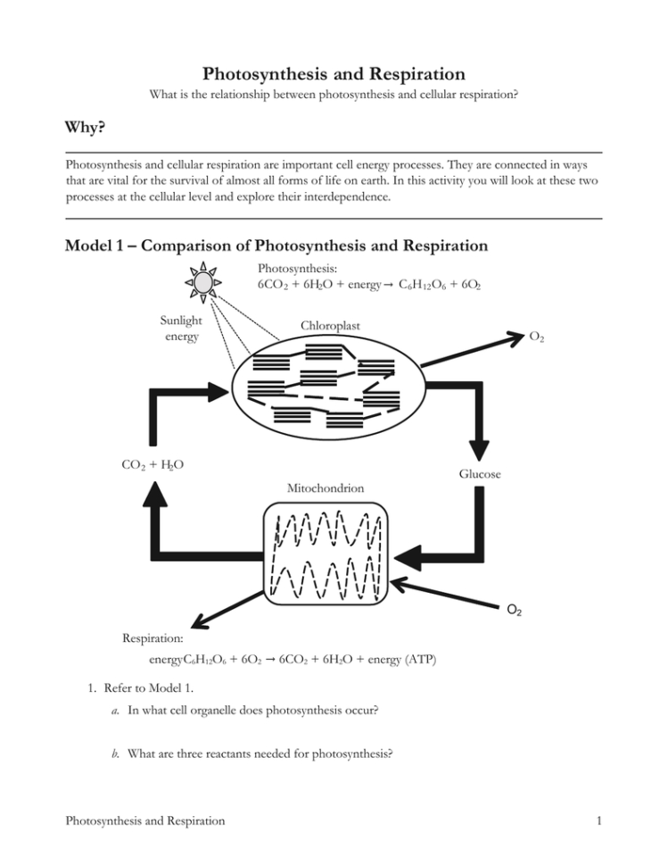 Model 1 – Comparison Of Photosynthesis And Respiration