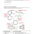Modeling Bacteria Transformation Worksheet
