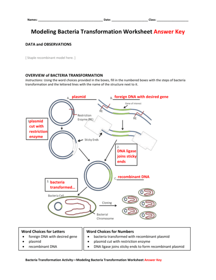 Recombinant Dna Technology Worksheet Answers