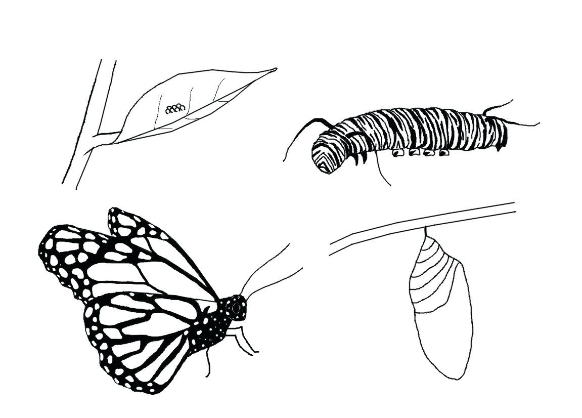 Monarch Butterfly Printable Coloring Pages – Navajosheetco — db-excel.com