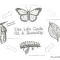 Monarch Butterfly Printable Coloring Pages – Navajosheetco