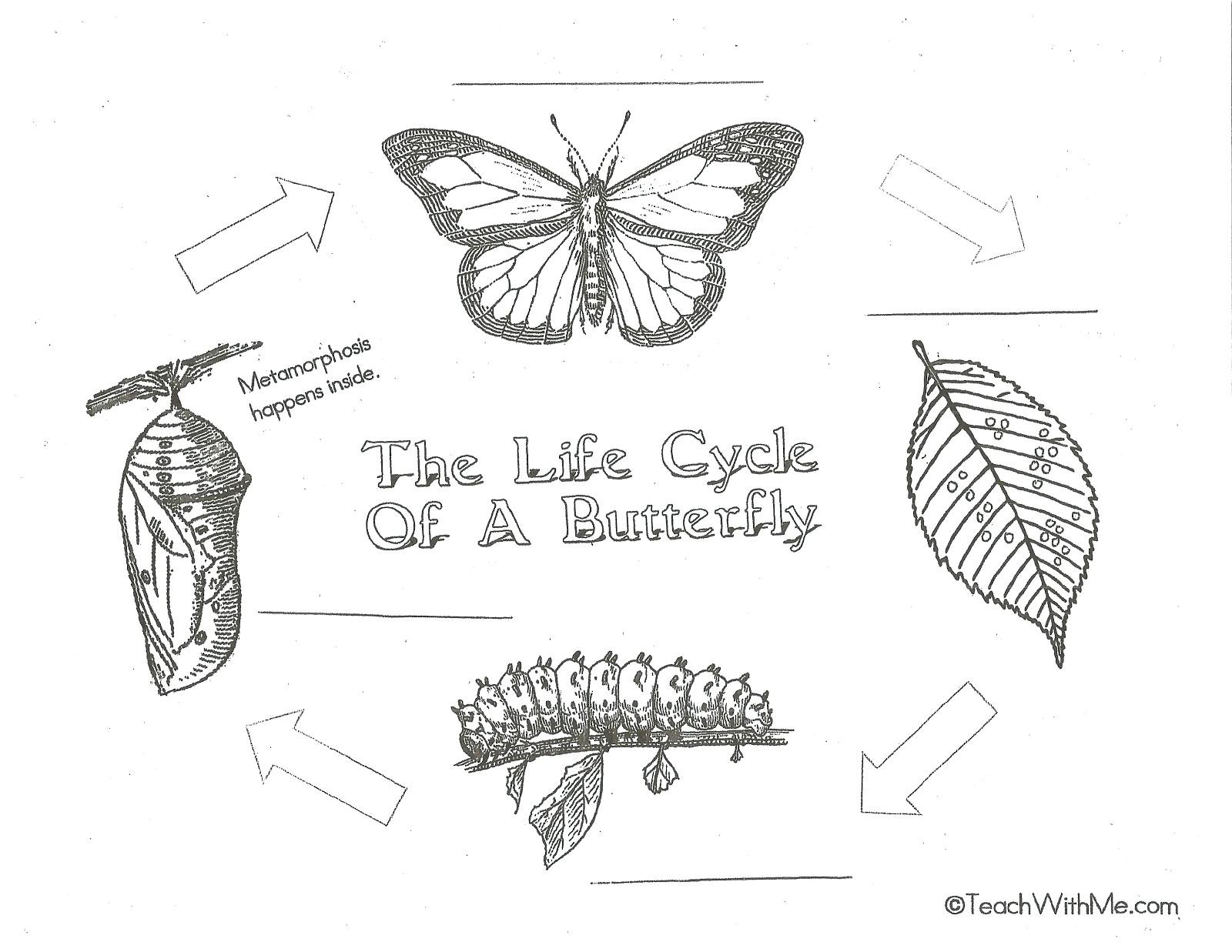Monarch Butterfly Printable Coloring Pages – Navajosheetco