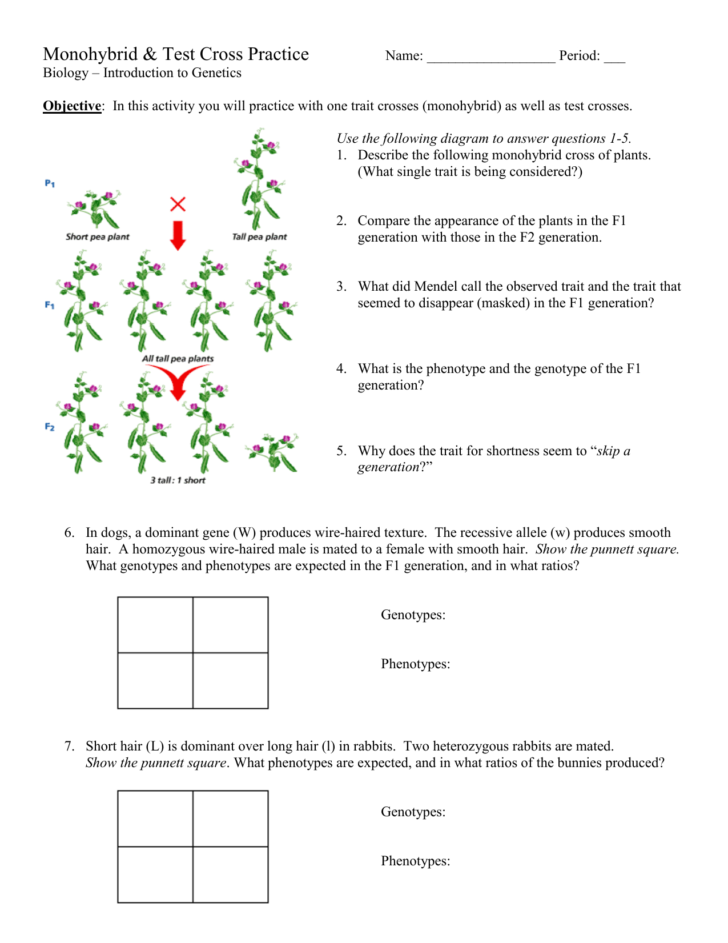 Monohybrid Cross Practice Problems Worksheet