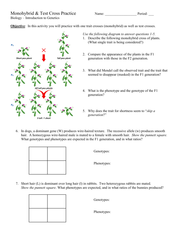 Monohybrid And Test Cross Practice Problems