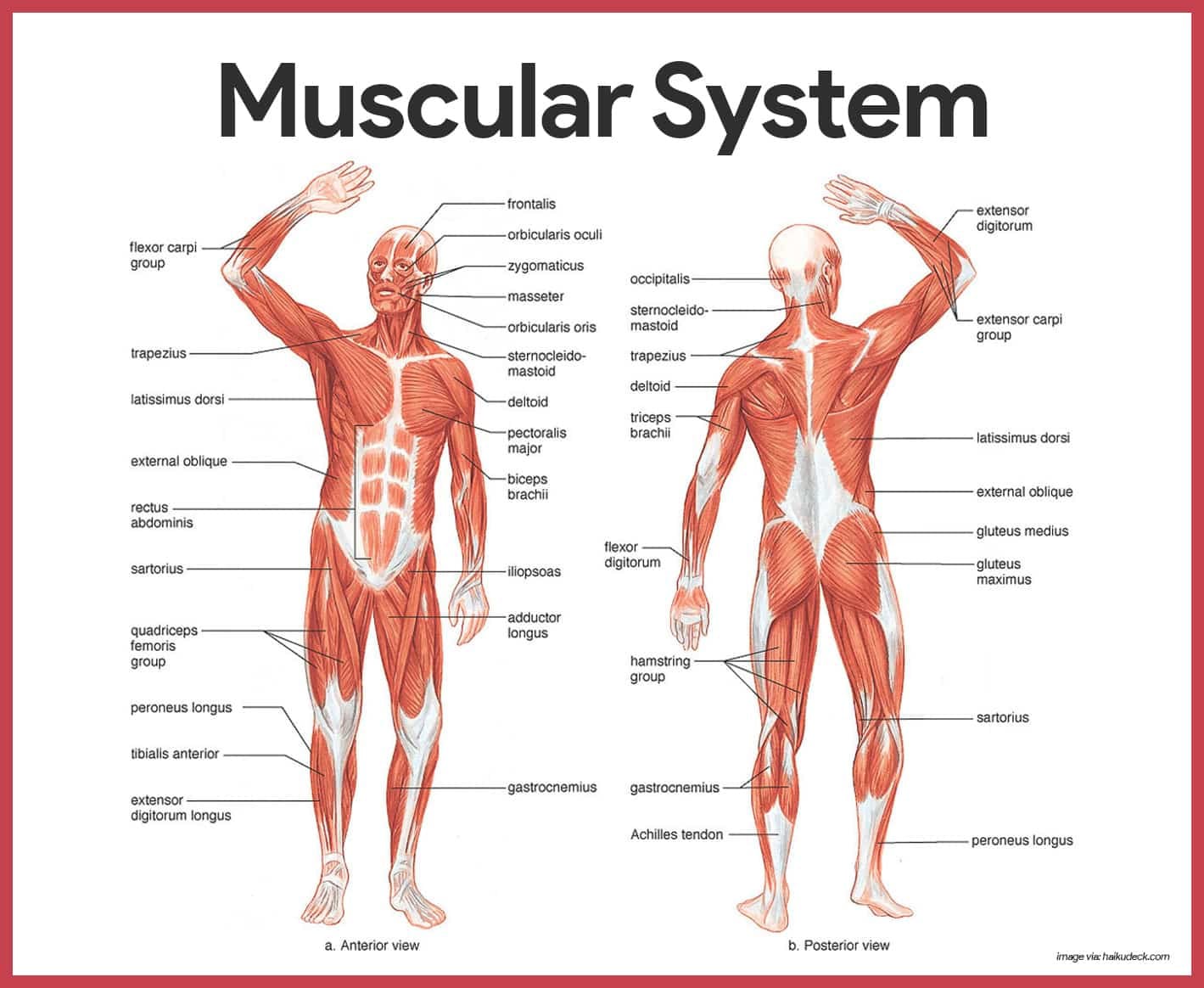 Muscular System Anatomy And Physiology  Nurseslabs