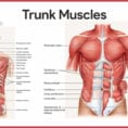 Muscular System Anatomy And Physiology  Nurseslabs