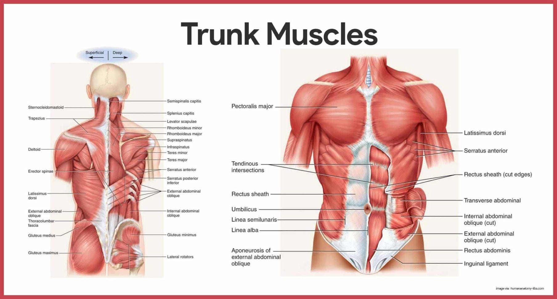 Muscular System Anatomy And Physiology  Nurseslabs