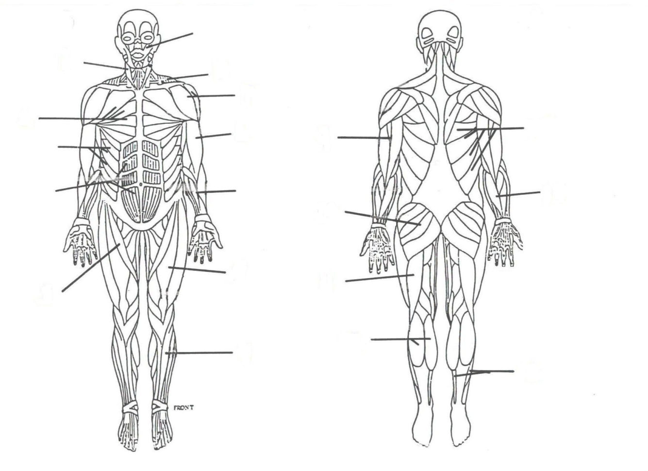 Muscular System Drawing At Paintingvalley  Explore