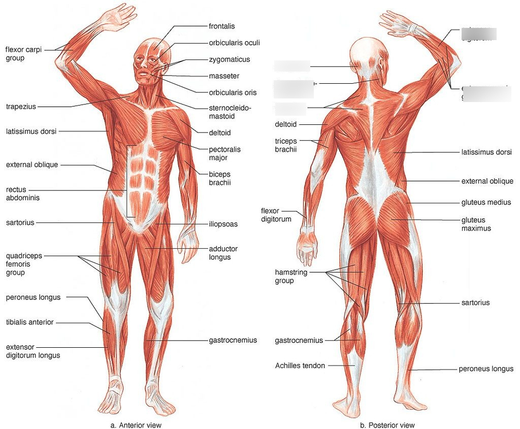 Muscular System Posterior View 1 Diagram  Quizlet