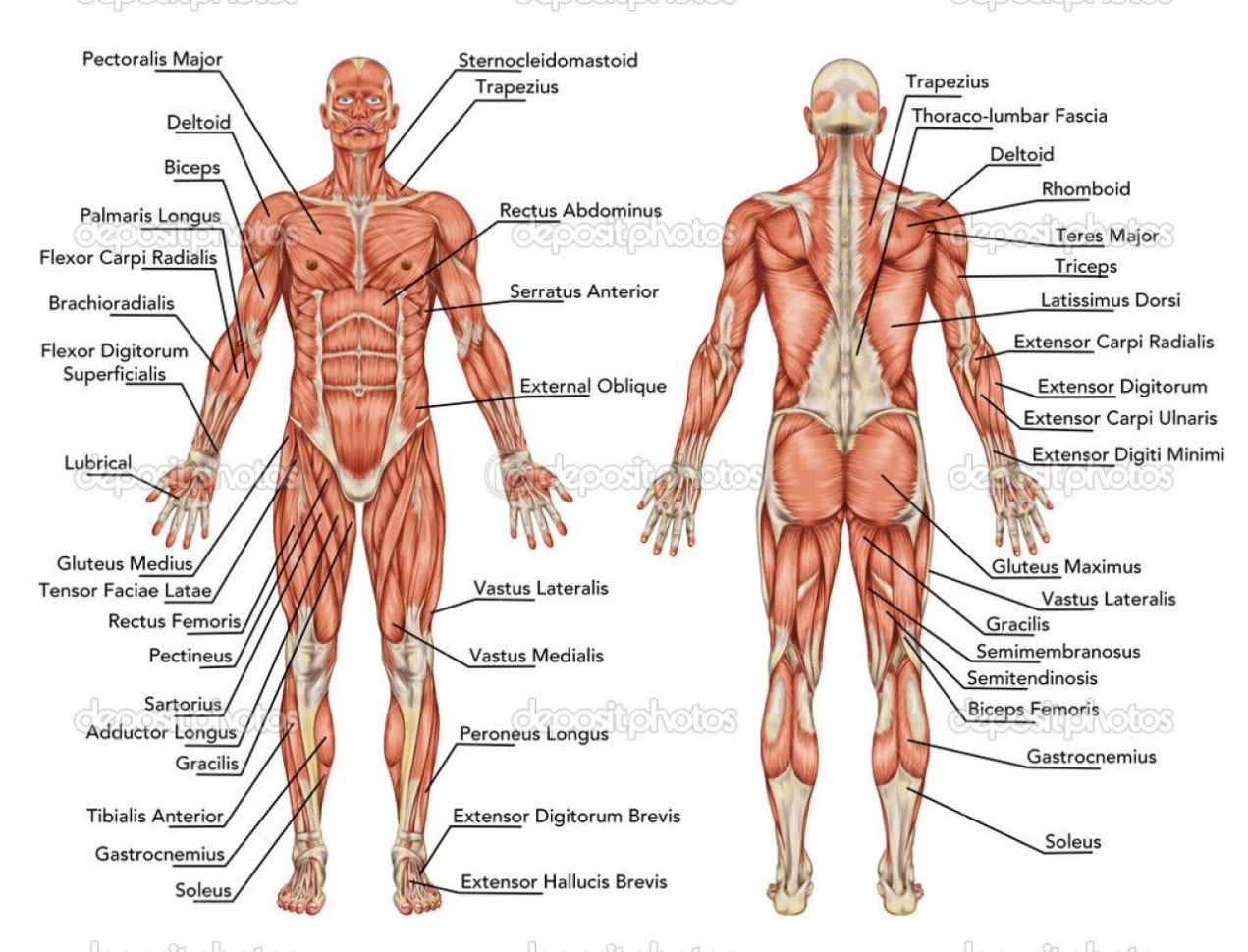 Muscular System Sketch At Paintingvalley  Explore