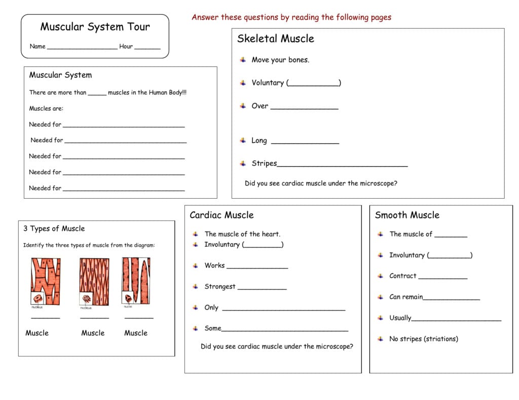 Muscular System Worksheet Answers Algebra 1 Worksheets