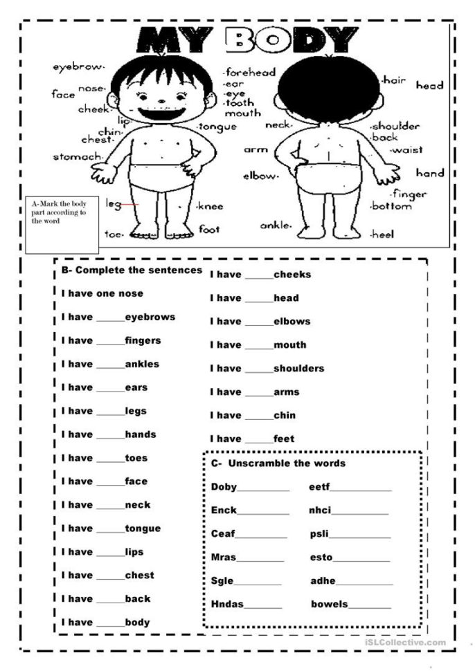 My Body Activities  English Esl Worksheets