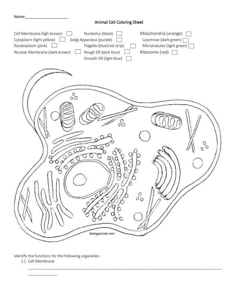 Name Animal Cell Coloring Sheet Cell Membrane Ligh Brown