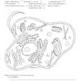 Name Animal Cell Coloring Sheet Cell Membrane Ligh Brown