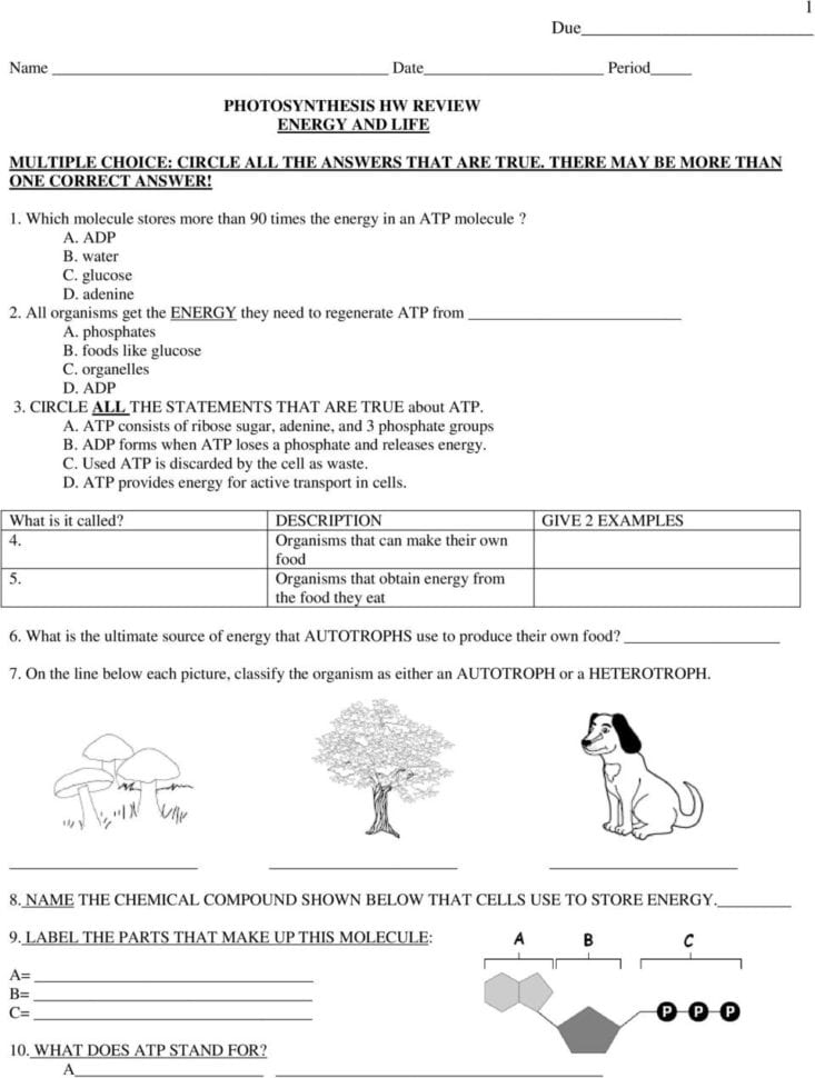 Name Date Period Photosynthesis Hw Review Energy And Life  Pdf