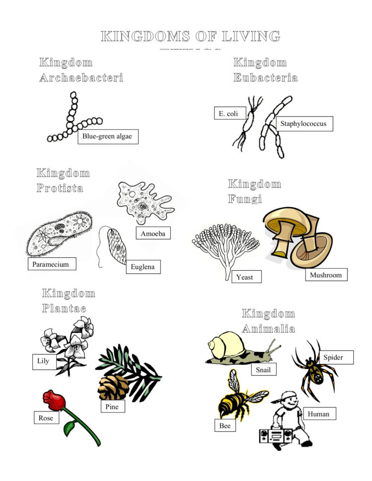 Name Hour Six Kingdoms Coloring Worksheet Pages 1  2  Text