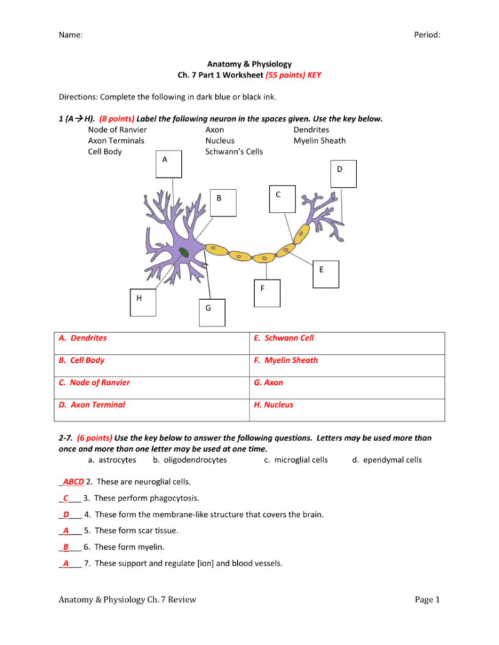 Chapter 7 The Nervous System Worksheet Answers Db excel