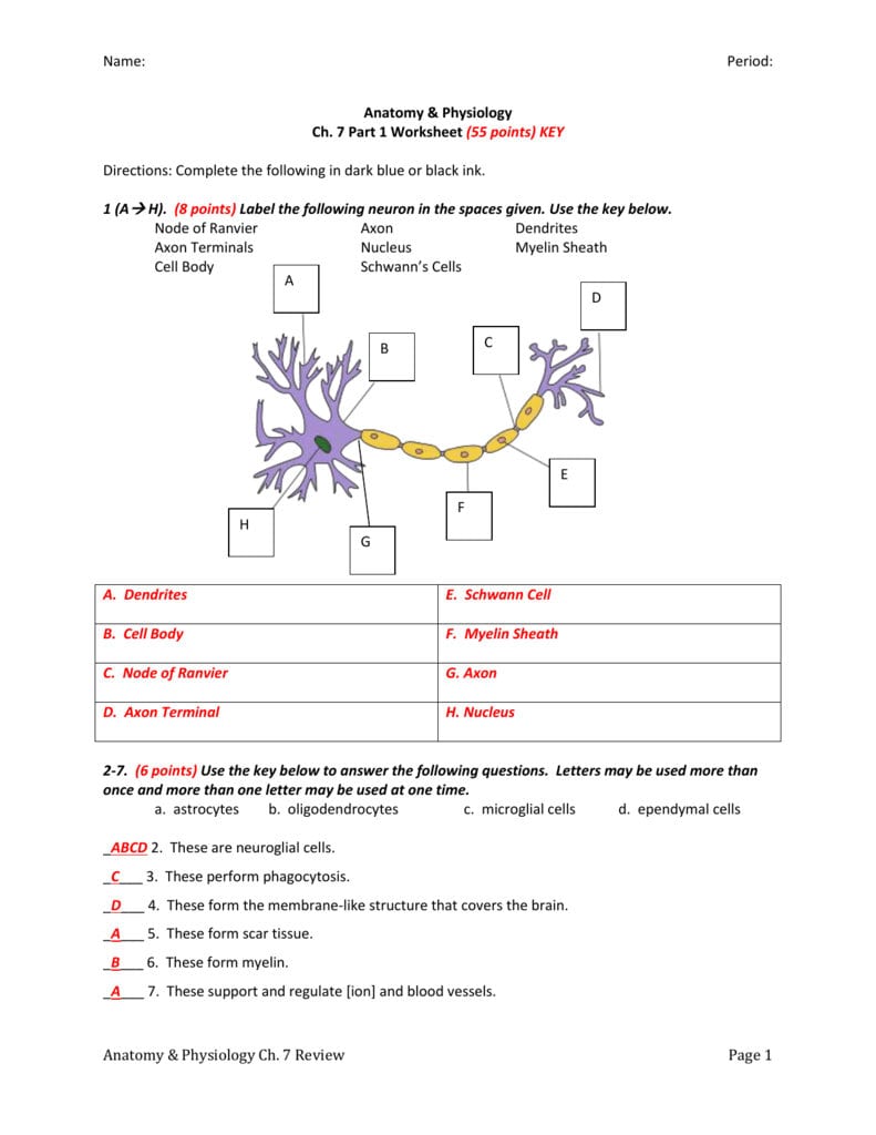 The Anatomy Of A Synapse Worksheet Answers
