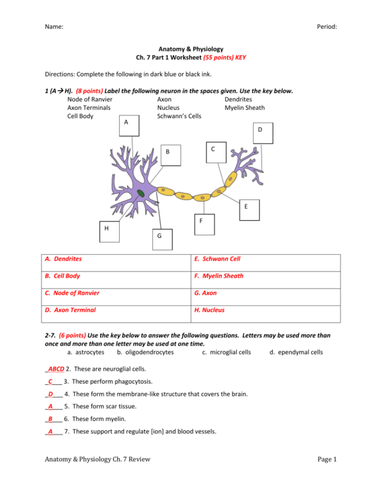 anatomy-and-physiology-worksheets-db-excel