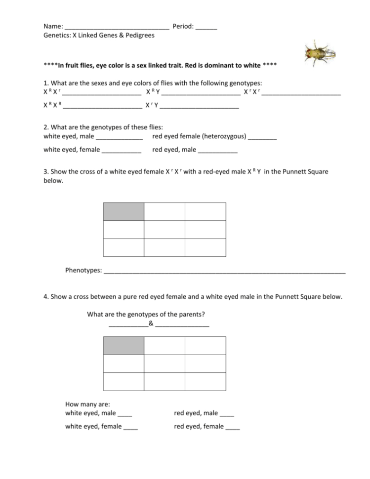 Genetics X Linked Genes Worksheet