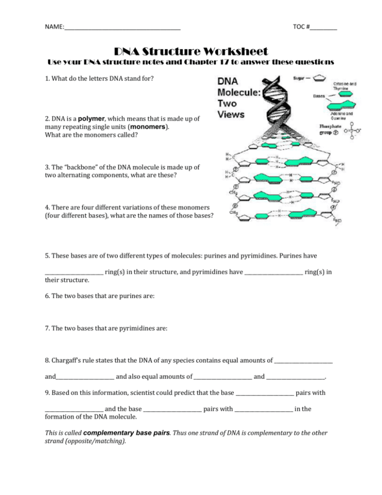 Dna Structure Worksheet Answer Key Db excel