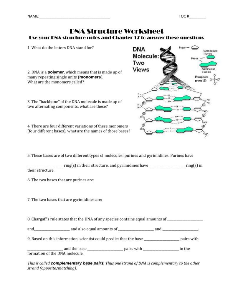 Name Toc  Dna Structure Worksheet Use Your Dna