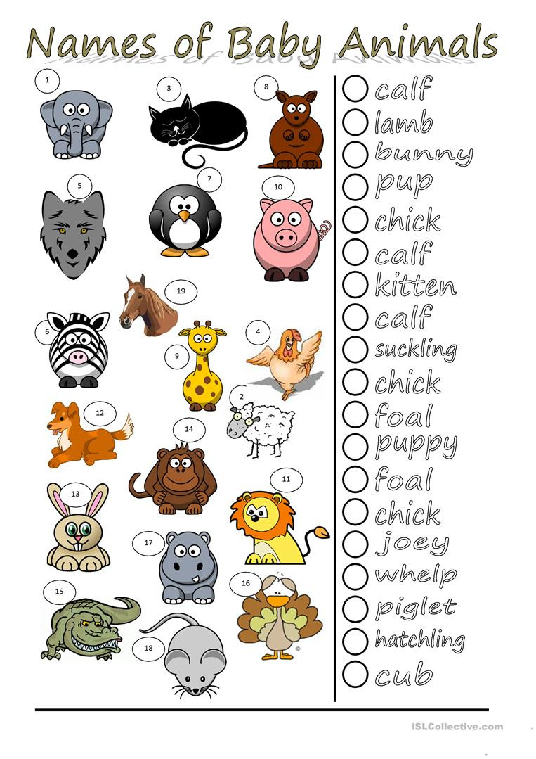 Names Of Baby Animals  English Esl Worksheets