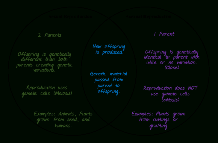 Genetics Worksheet Middle School
