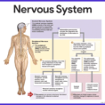 Nervous System Anatomy And Physiology  Nurseslabs