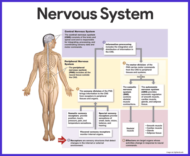 Organization Of The Nervous System Worksheet Answers Organization Of The Nervous System Worksheet Answers