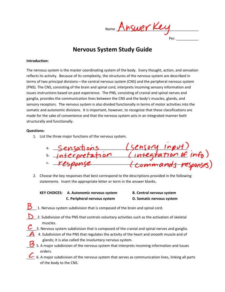 Chapter 7 The Nervous System Worksheet Answers Db excel