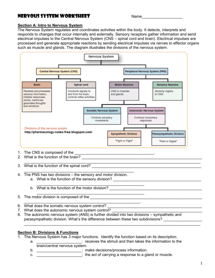Nervous System Worksheet  Jackson County Faculty Sites