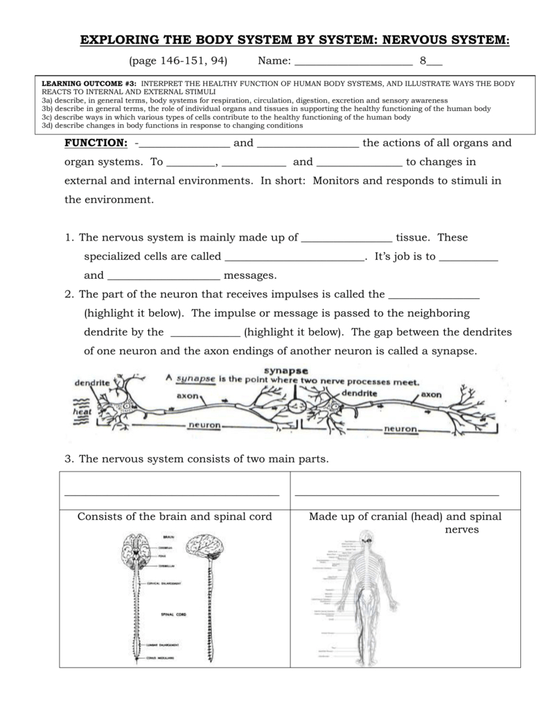 organization-of-the-nervous-system-worksheet-answers-db-excel
