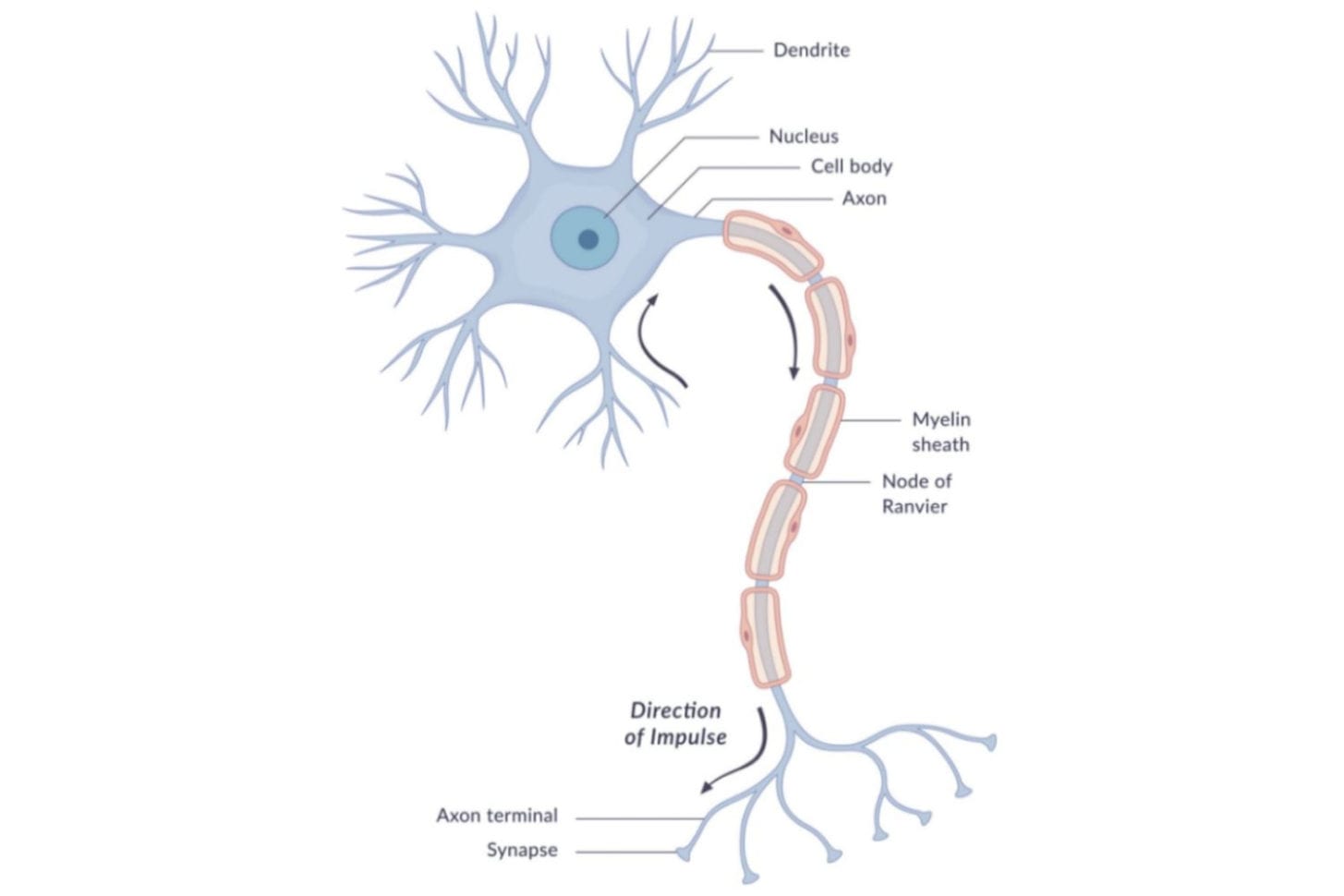 Neuron Anatomy Nerve Impulses And Classifications