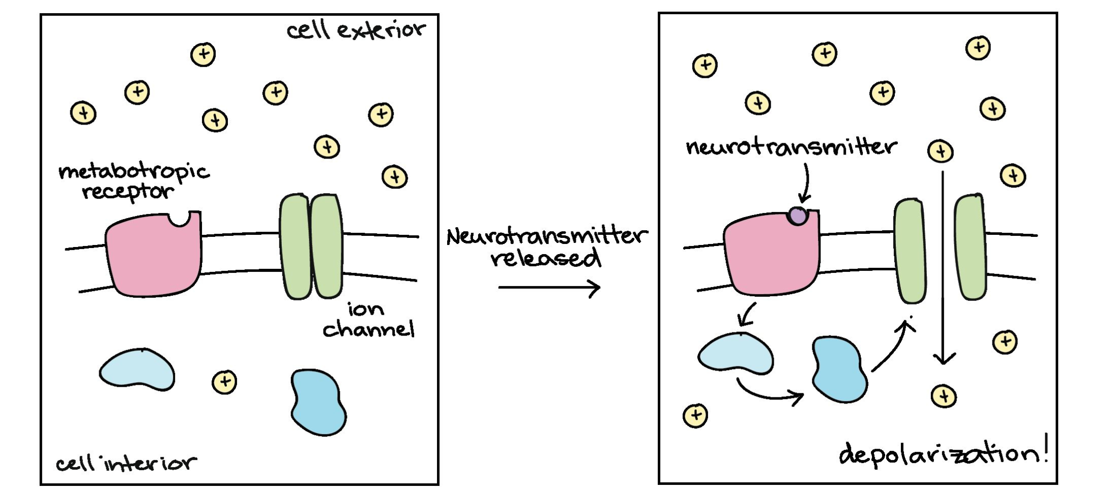 Neuron Simulation Worksheet Answers