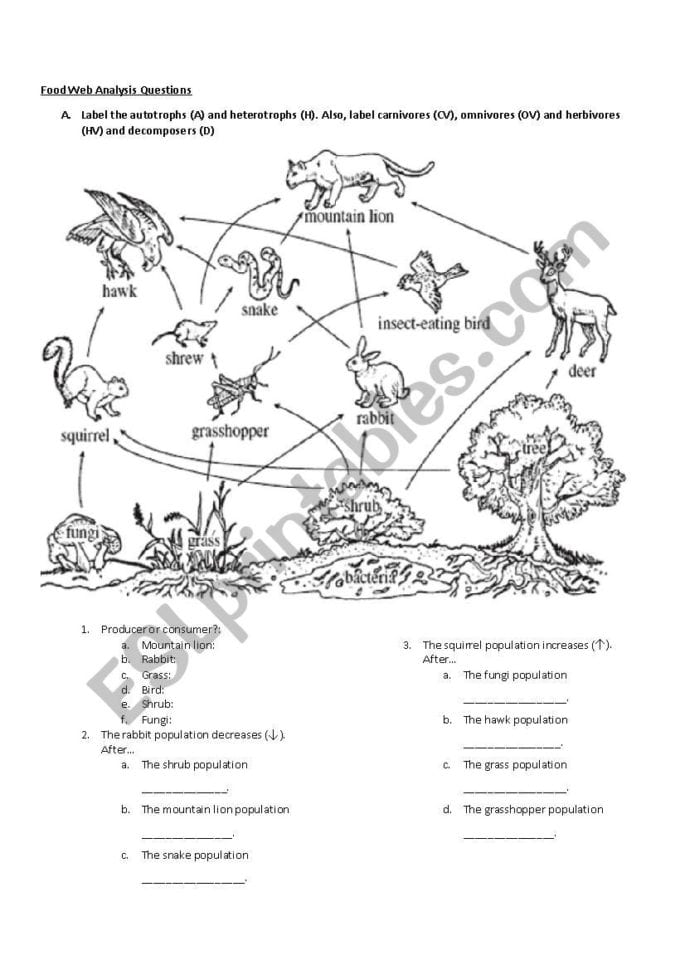 Newcomer Food Web Analysis Questions  Esl Worksheet