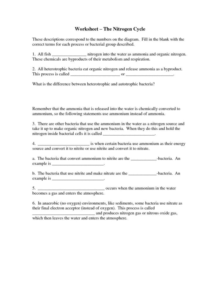 Nitrogen Cycle Worksheet Answers