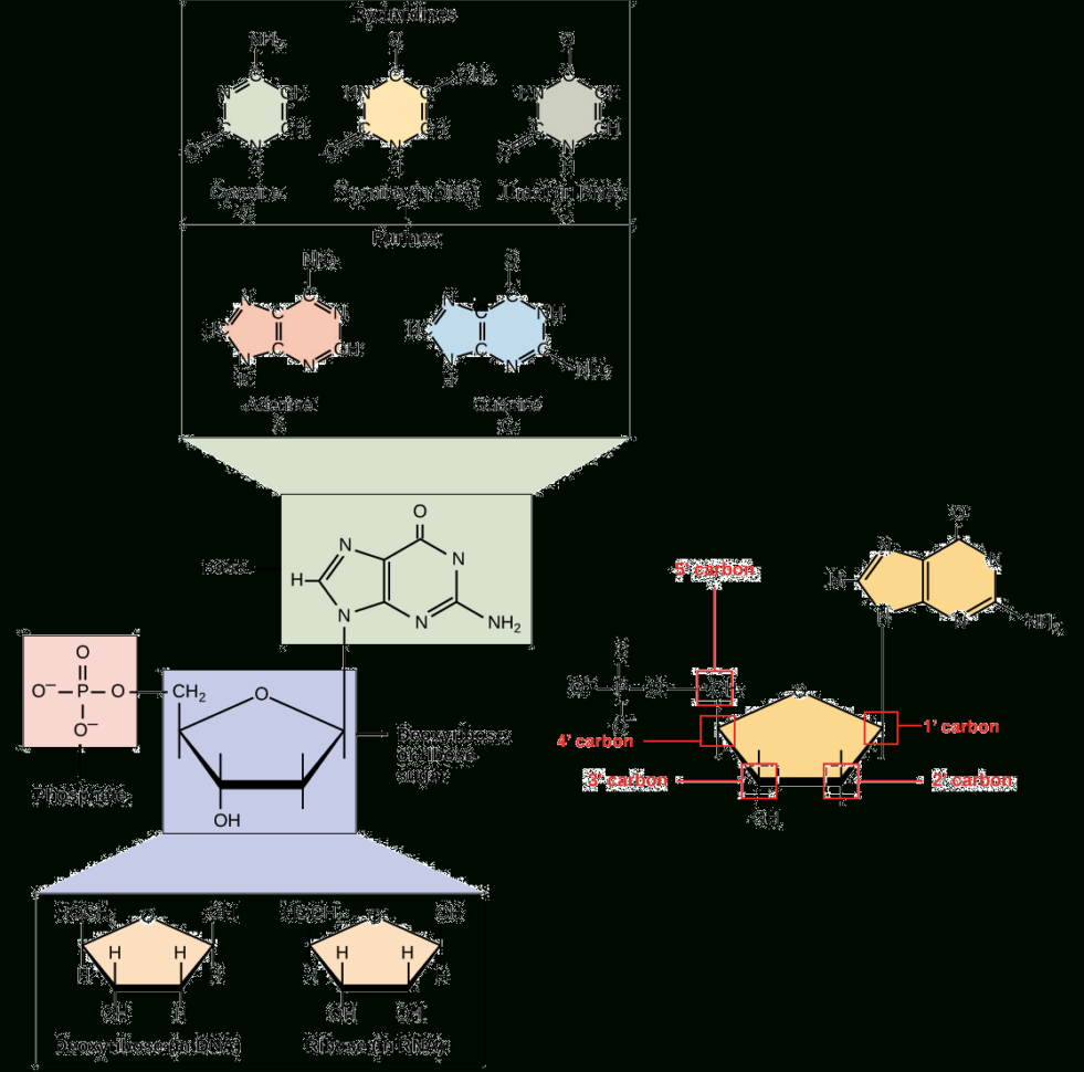 Nucleic Acids Article  Khan Academy