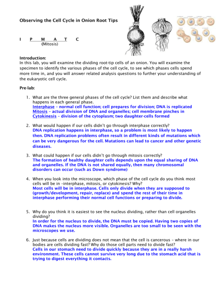 Observing The Cell Cycle In Onion Root Tips I P M A T C Mitosis