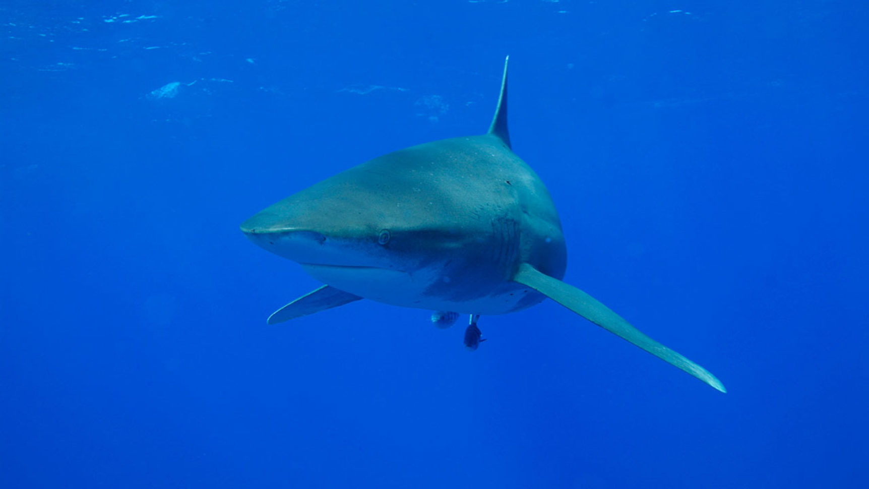 Ocean Deep  Planet Earth  Bbc America