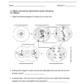 Onion Cell Mitosis Worksheet Answers  Netvs