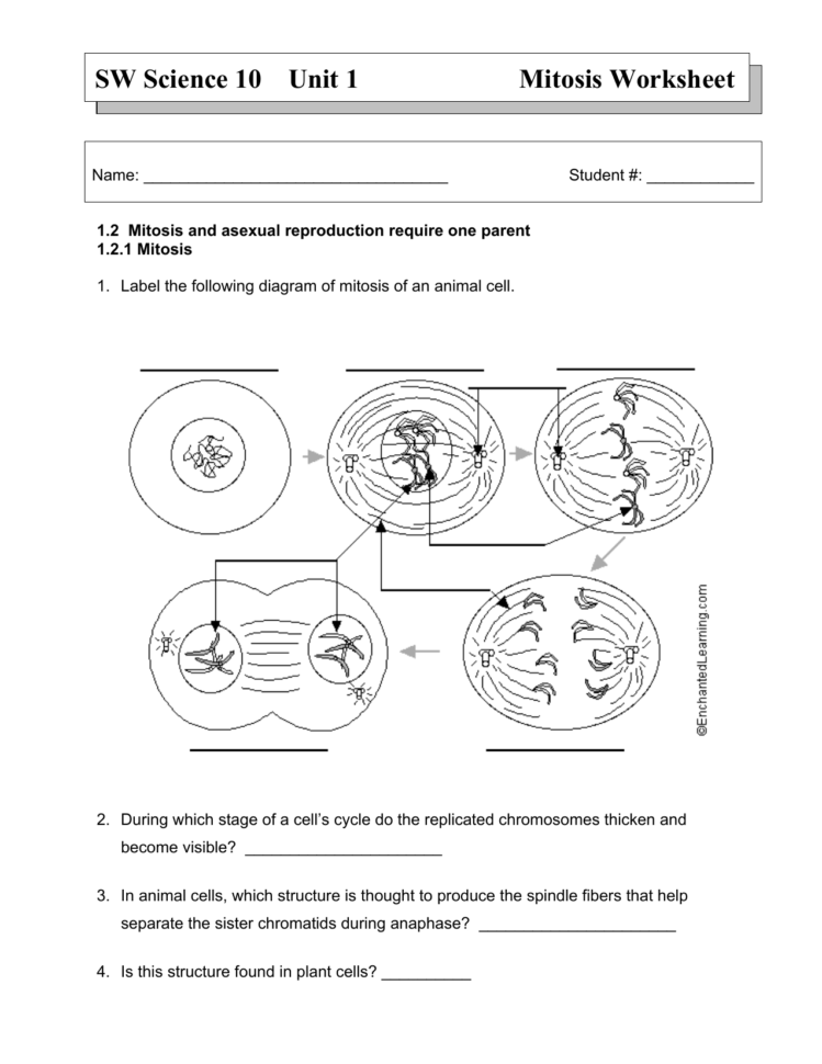 Onion Cell Mitosis Worksheet Answers  Netvs