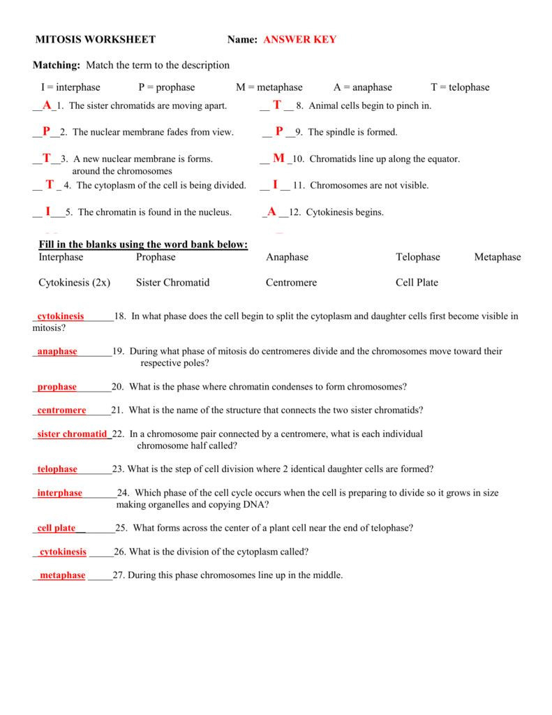 Onion Cell Mitosis Worksheet Key Db excel