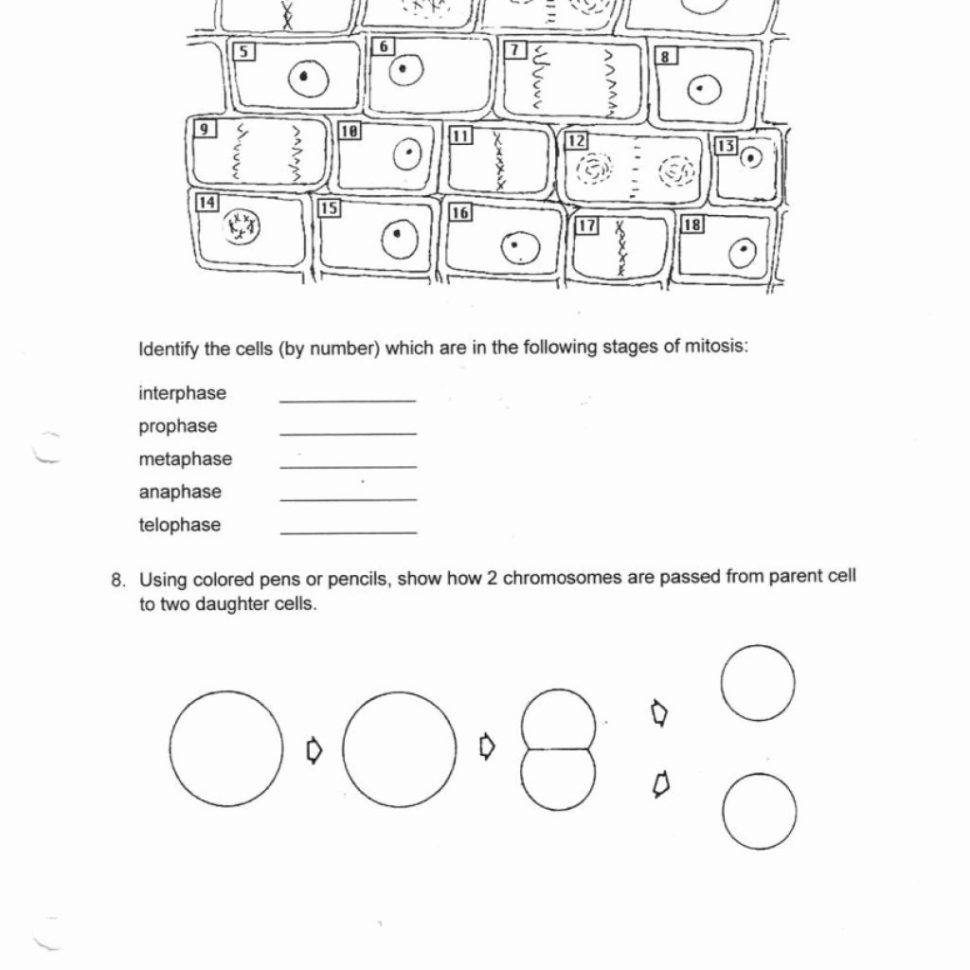 Onion Cell Mitosis Worksheets